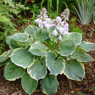 Hosta 'Pizzazz'